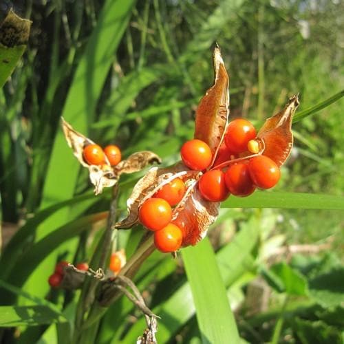 Iris foetidissima AGM - Future Forests