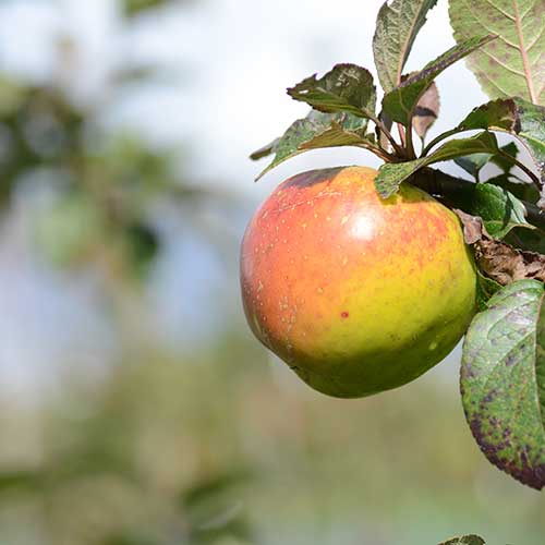 Apple Irish Pitcher