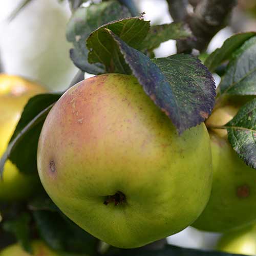 Apple Irish Pitcher