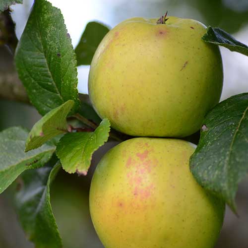 Apple Irish Pitcher