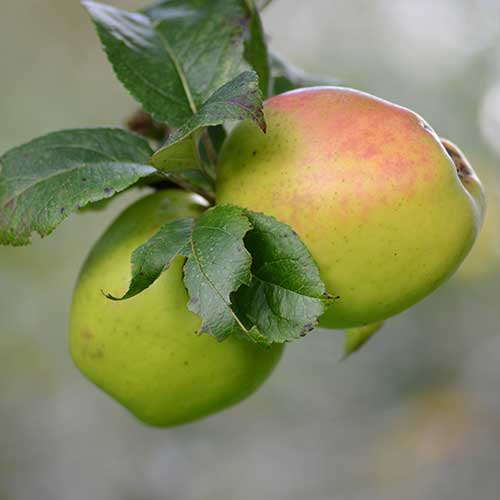 Apple Irish Pitcher