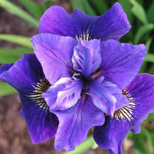 Iris sibirica Ruffled Velvet