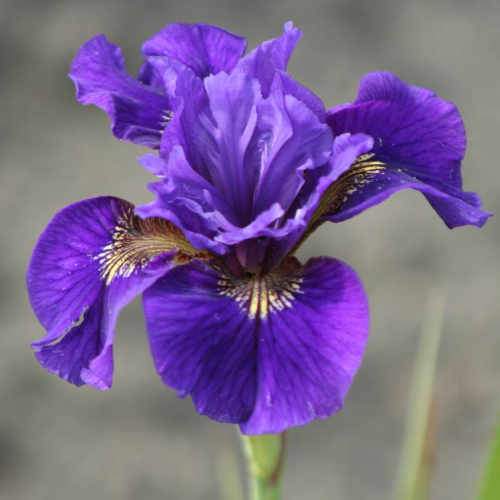 Iris sibirica Ruffled Velvet