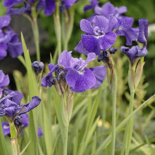 Iris sibirica Ruffled Velvet