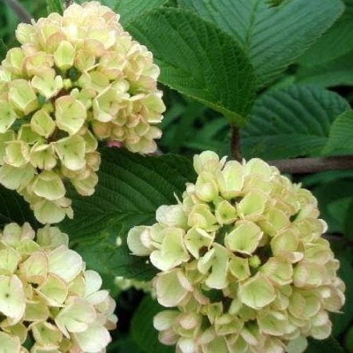 Viburnum plicatum Mary Milton