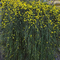 Jasminum nudiflorum - Future Forests