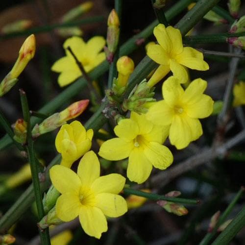 Jasminum nudiflorum - Future Forests