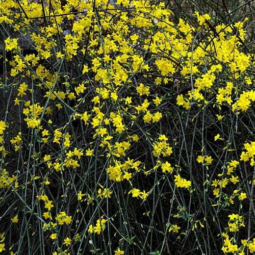 Jasminum nudiflorum - Future Forests