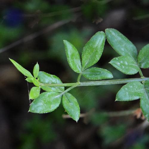 Jasminum nudiflorum - Future Forests