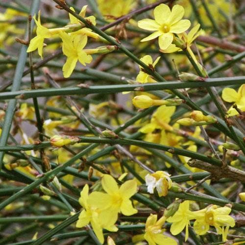 Jasminum nudiflorum - Future Forests