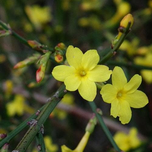 Jasminum nudiflorum - Future Forests