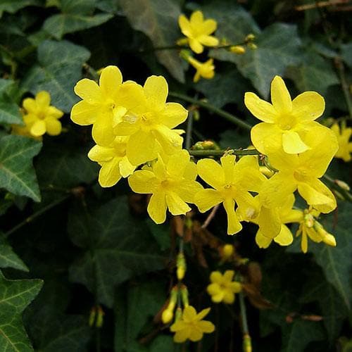 Jasminum nudiflorum - Future Forests