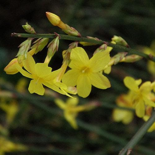 Jasminum nudiflorum - Future Forests