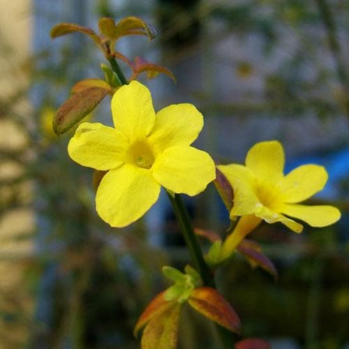 Jasminum nudiflorum - Future Forests