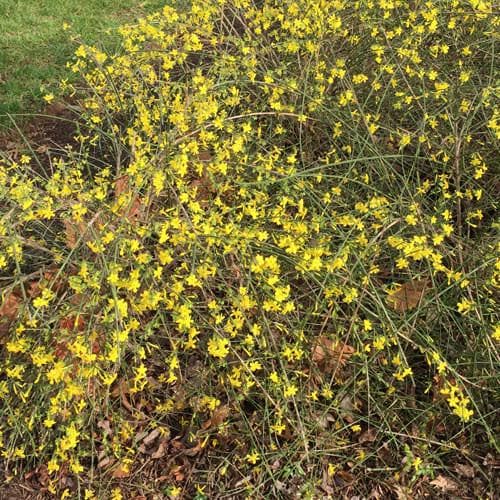 Jasminum nudiflorum - Future Forests