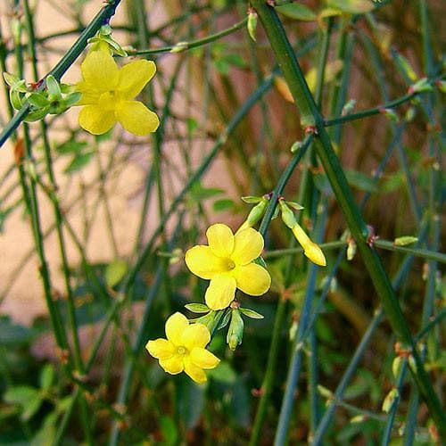 Jasminum nudiflorum - Future Forests