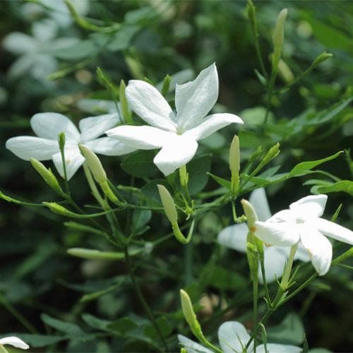 Jasminum officianale - Future Forests