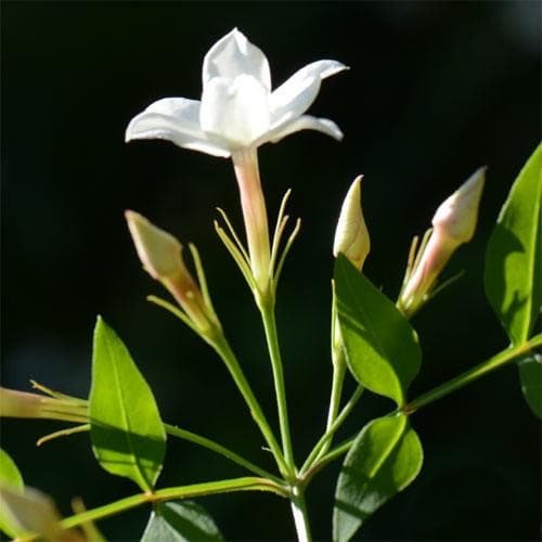 Jasminum officianale - Future Forests