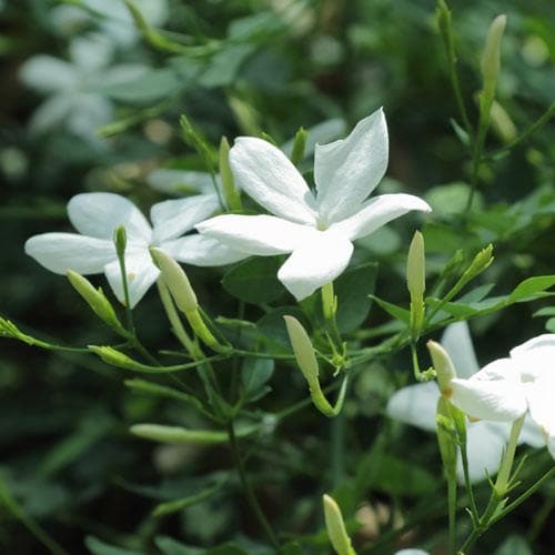 Jasminum officianale - Future Forests