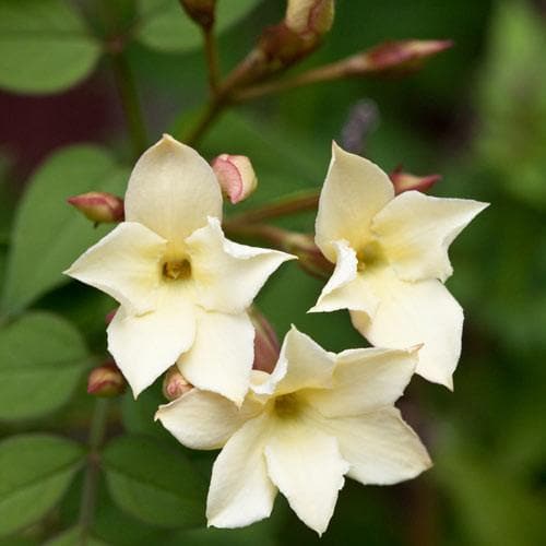 Jasminum officianale 'Clotted Cream' - Future Forests