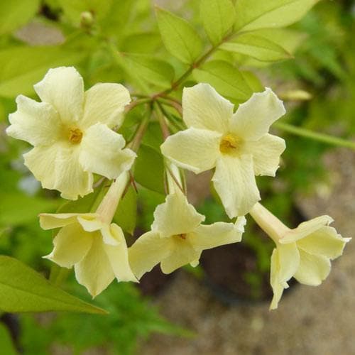 Jasminum officianale 'Clotted Cream' - Future Forests