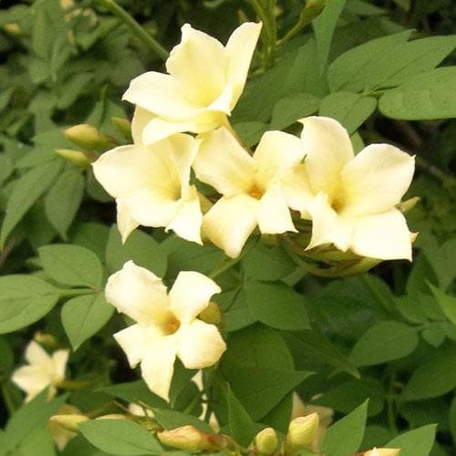 Jasminum officianale 'Clotted Cream' - Future Forests