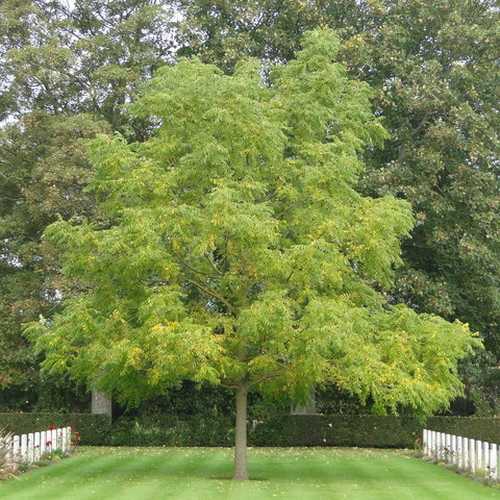 Juglans nigra - Black Walnut 2-3ft Bareroot