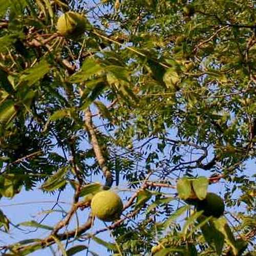 Juglans nigra - Black Walnut - Future Forests