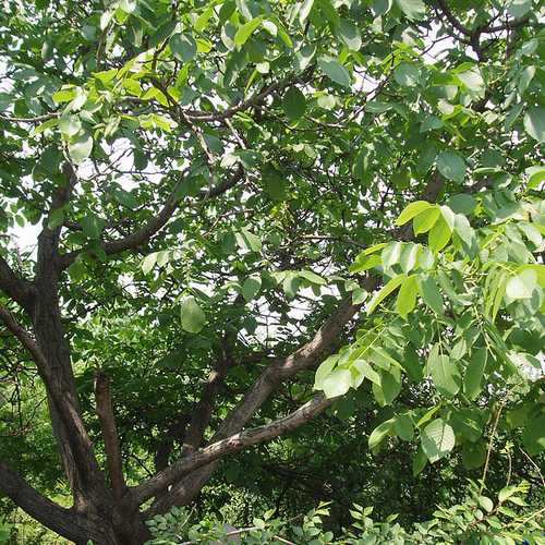 Juglans regia - English Walnut Bareroot | 4-5ft / Not provided / Not provided