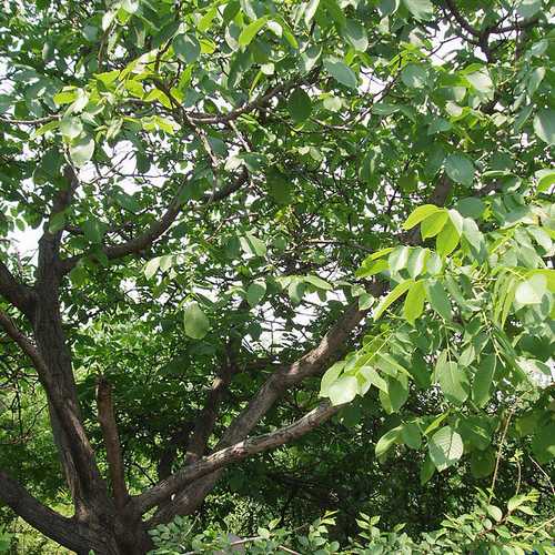 Juglans regia - English Walnut Bareroot | 1-2ft / Not provided / Not provided