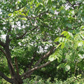 Juglans regia - English Walnut Bareroot | 3-4ft / Not provided / Not provided