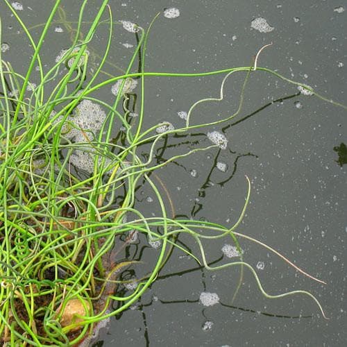 Juncus effusus var. spiralis - Future Forests