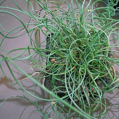 Juncus effusus var. spiralis - Future Forests