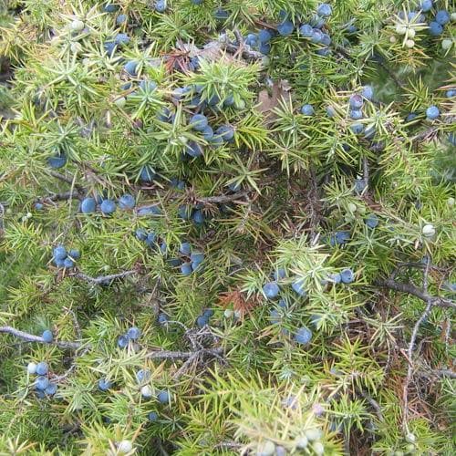 Juniperus communis - Common Juniper Pot | 7cm / Not provided