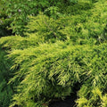 Juniperus x pfitzeriana King of Spring - Future Forests