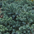 Juniperus squamata Blue Star - Future Forests