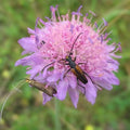 Knautia arvensis - Field Scabious 9cm Pot