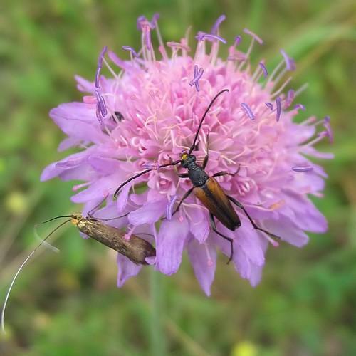 Knautia arvensis - Field Scabious 9cm Pot