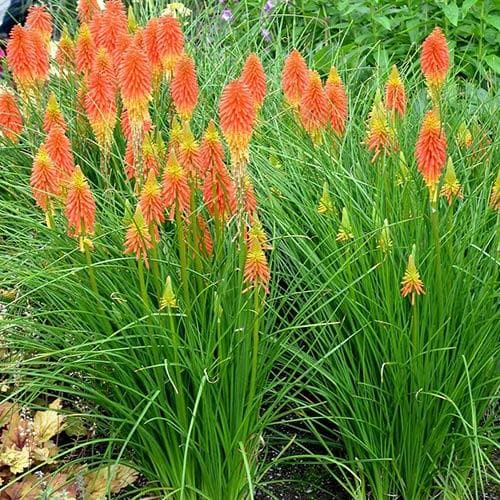 Kniphofia Papaya Popsicle