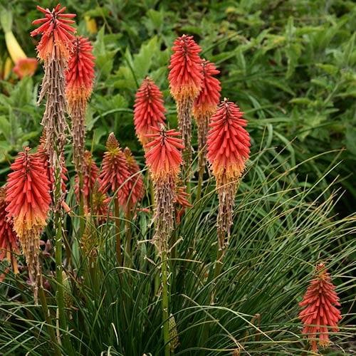 Kniphofia Papaya Popsicle