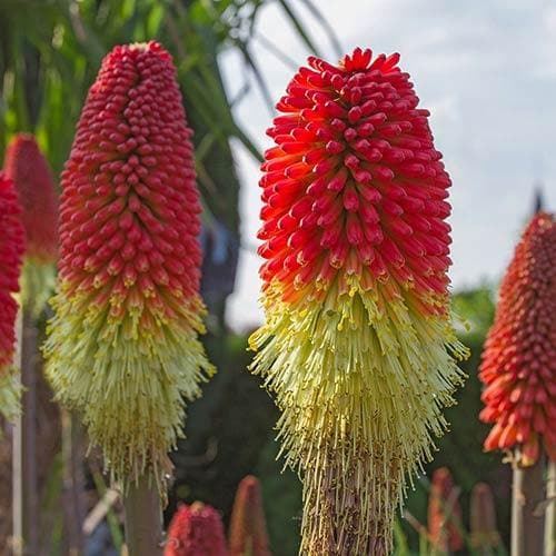 Kniphofia Papaya Popsicle