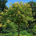 Koelreuteria paniculata - Pride of India - Future Forests