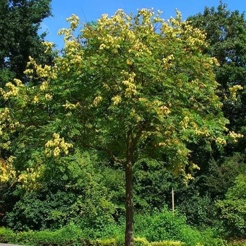 Koelreuteria paniculata - Pride of India - Future Forests