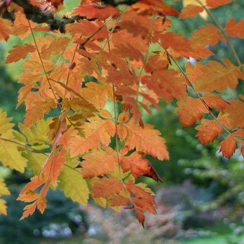 Koelreuteria paniculata - Pride of India - Future Forests