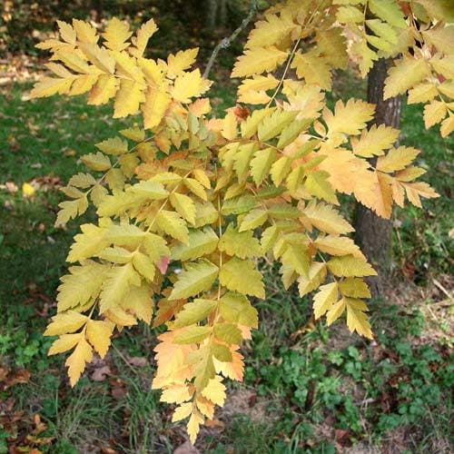 Koelreuteria paniculata - Pride of India - Future Forests