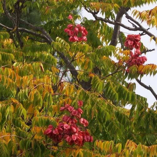 Koelreuteria paniculata - Pride of India - Future Forests