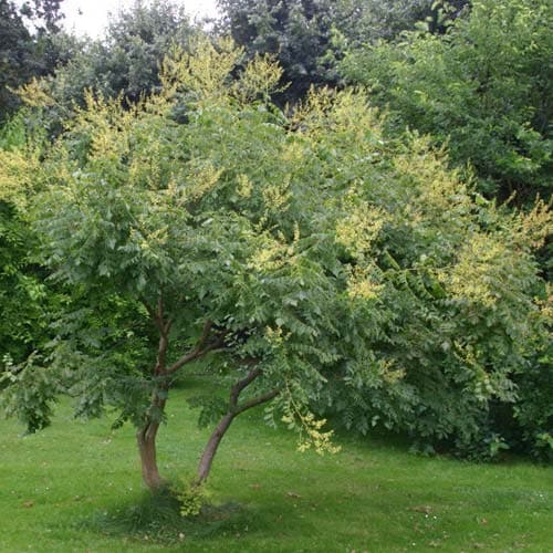 Koelreuteria paniculata - Pride of India - Future Forests