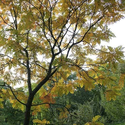 Koelreuteria paniculata - Pride of India - Future Forests