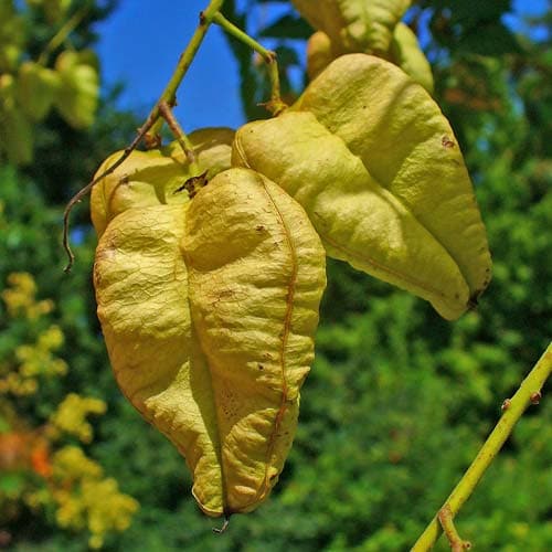 Koelreuteria paniculata - Pride of India - Future Forests