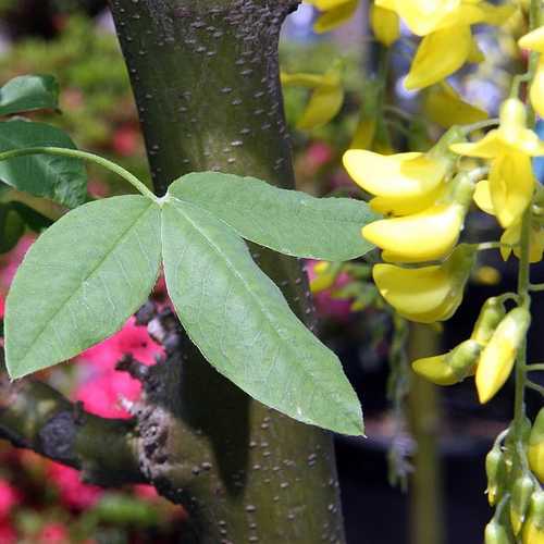 Laburnum x watereri Vossii - Golden Rain Tree - Future Forests